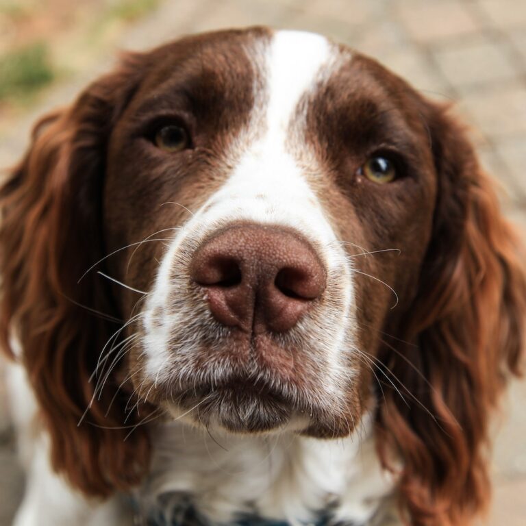 Pet of the Week: Lucky